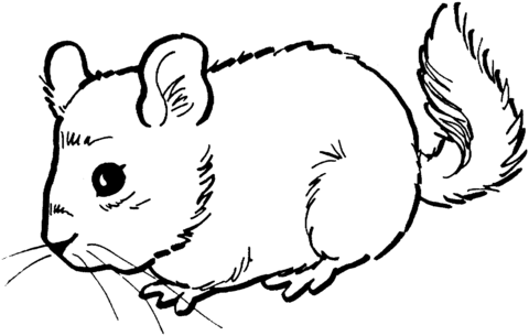 Cute Mouse Coloring Page